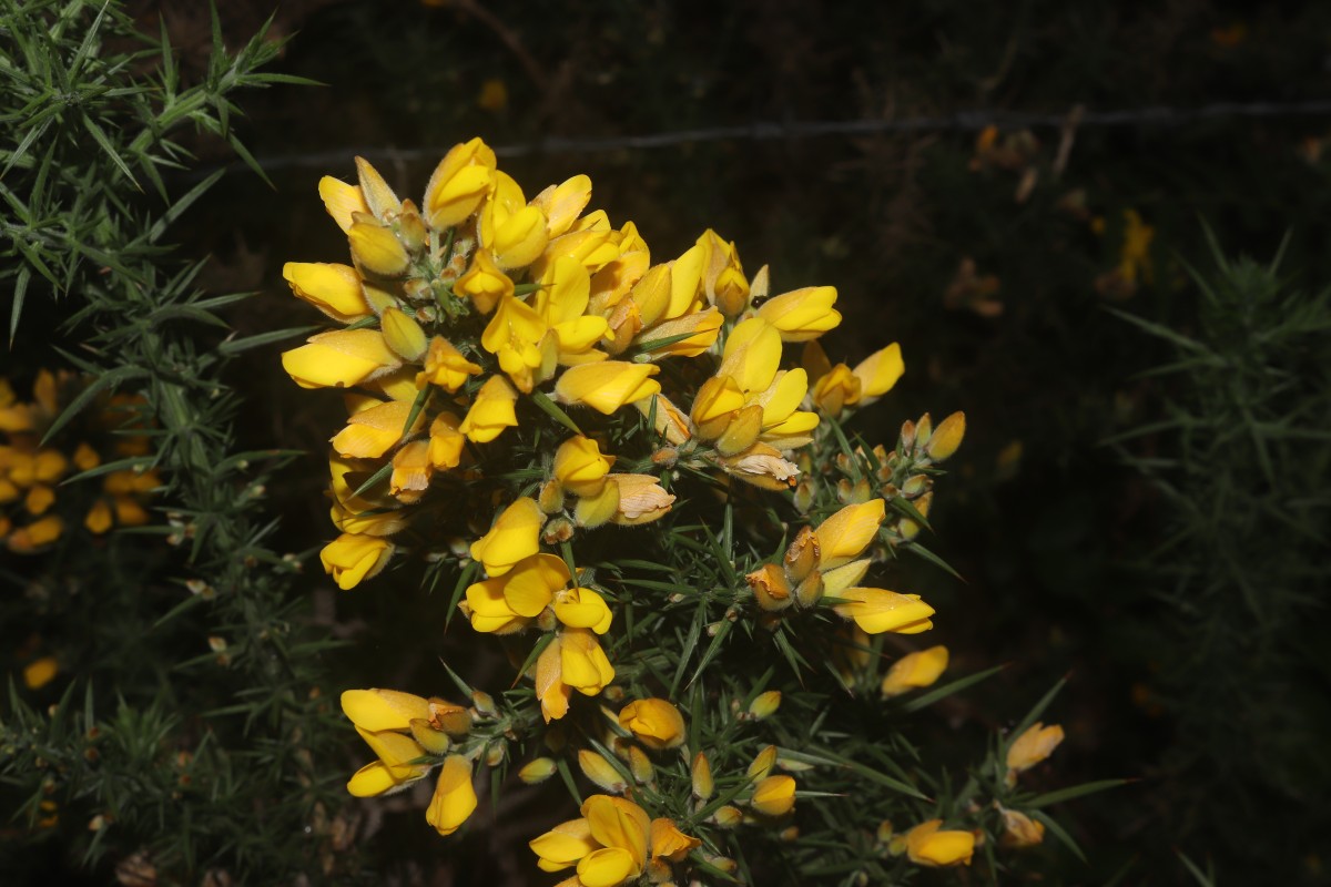 Ulex europaeus L.